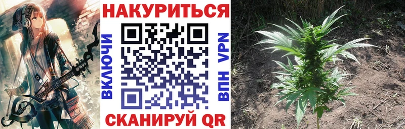 Канабис планчик Купить Теберда